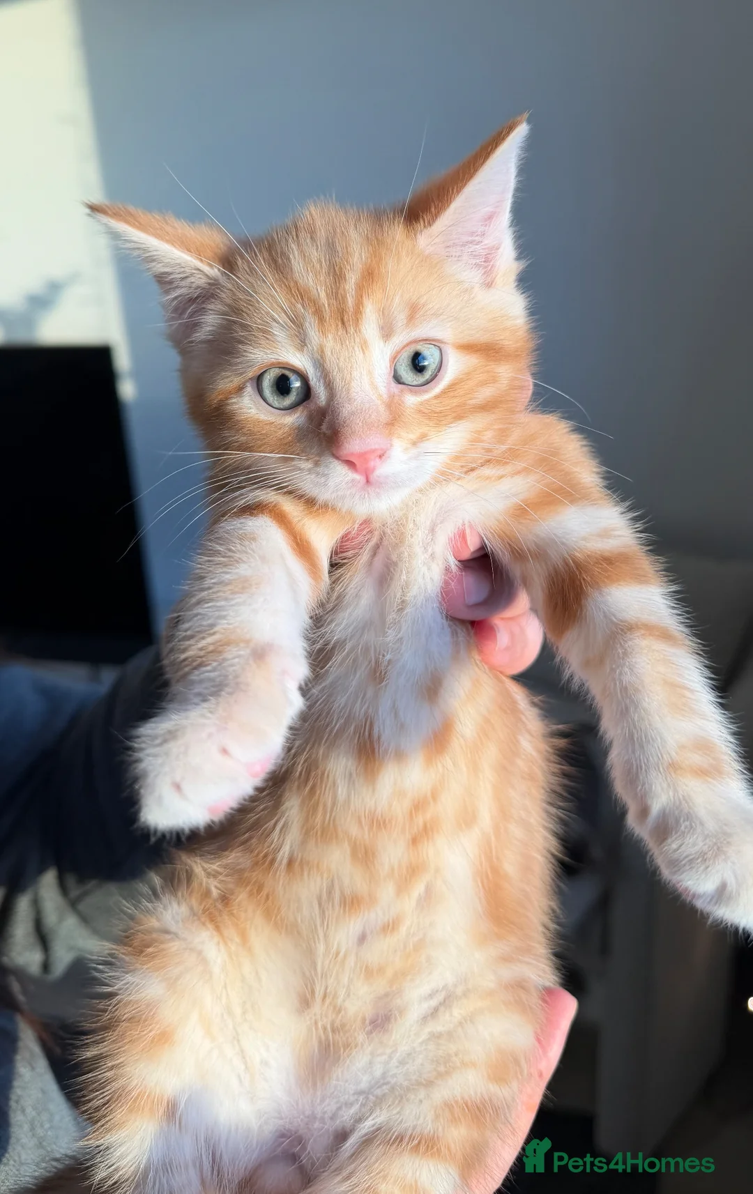 Siamese cats for sale: Beautiful Siamese Mix Kittens  - Advert 1