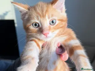 Siamese cats Beautiful Siamese Mix Kittens - Advert 1