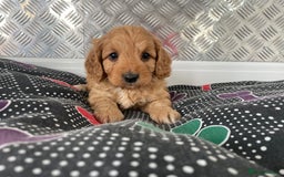 Cavapoo dogs for sale: F1 CAVAPOO puppies for sale  - Image 4