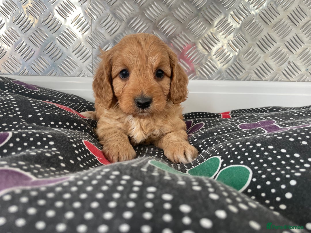 Cavapoo dogs for sale: F1 CAVAPOO puppies for sale  - Image 4