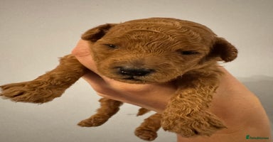 Toy Poodle dogs - Advert 3