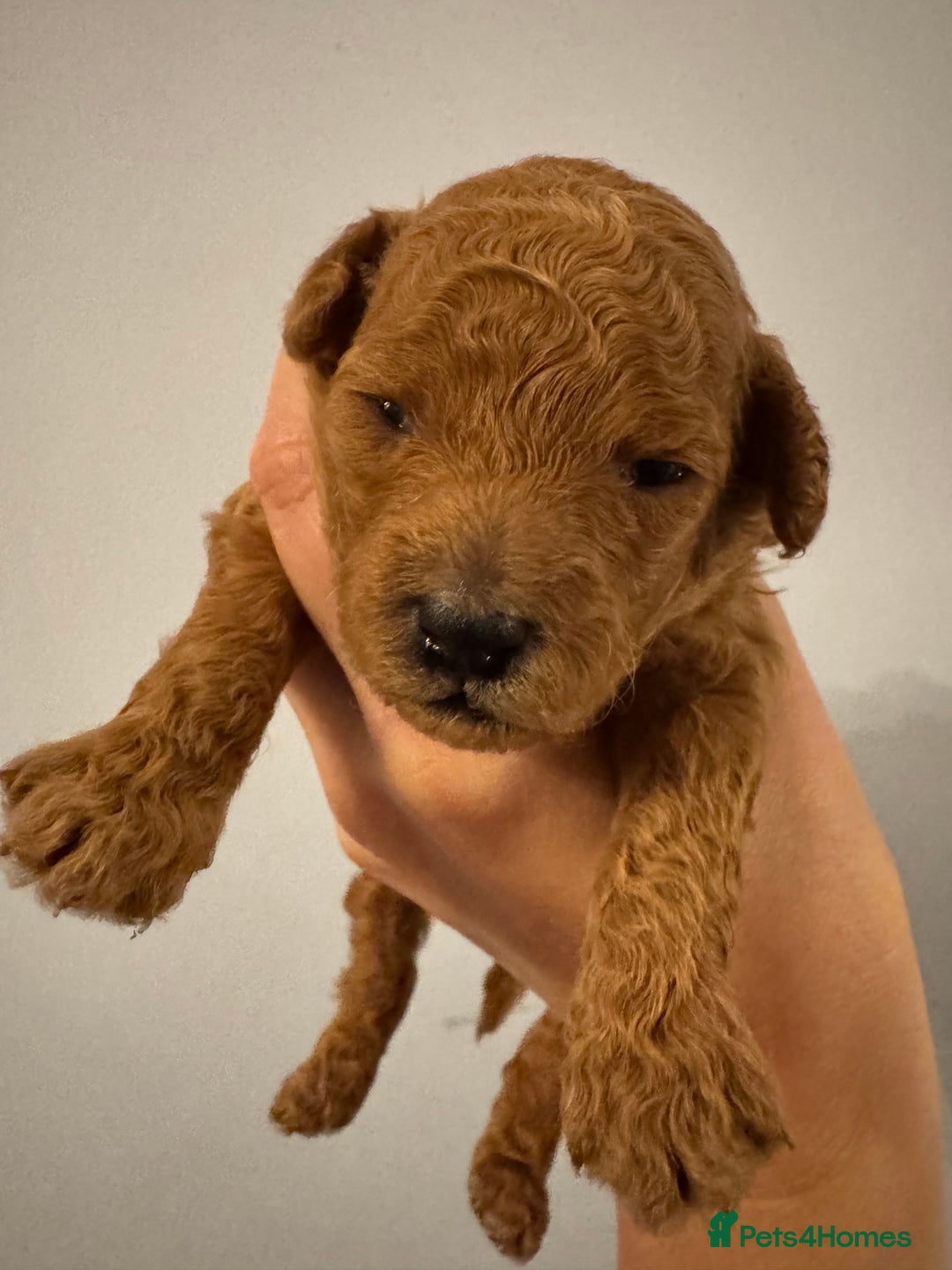 Toy Poodle dogs for sale: KC Registered Red Toy Poodle Puppies - Image 2