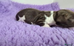English Springer Spaniel dogs for sale: KC clear DNA vax vetted Springer Pups - Image 12