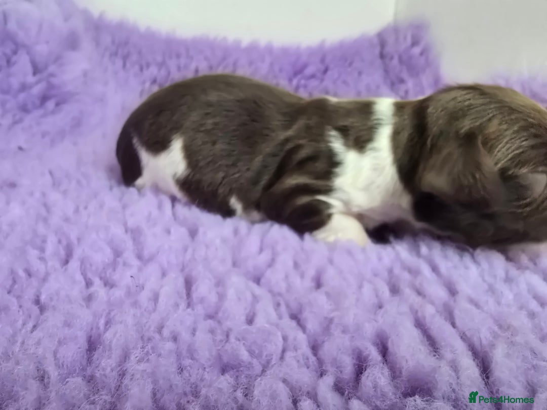 English Springer Spaniel dogs for sale: KC clear DNA vax vetted Springer Pups - Image 12