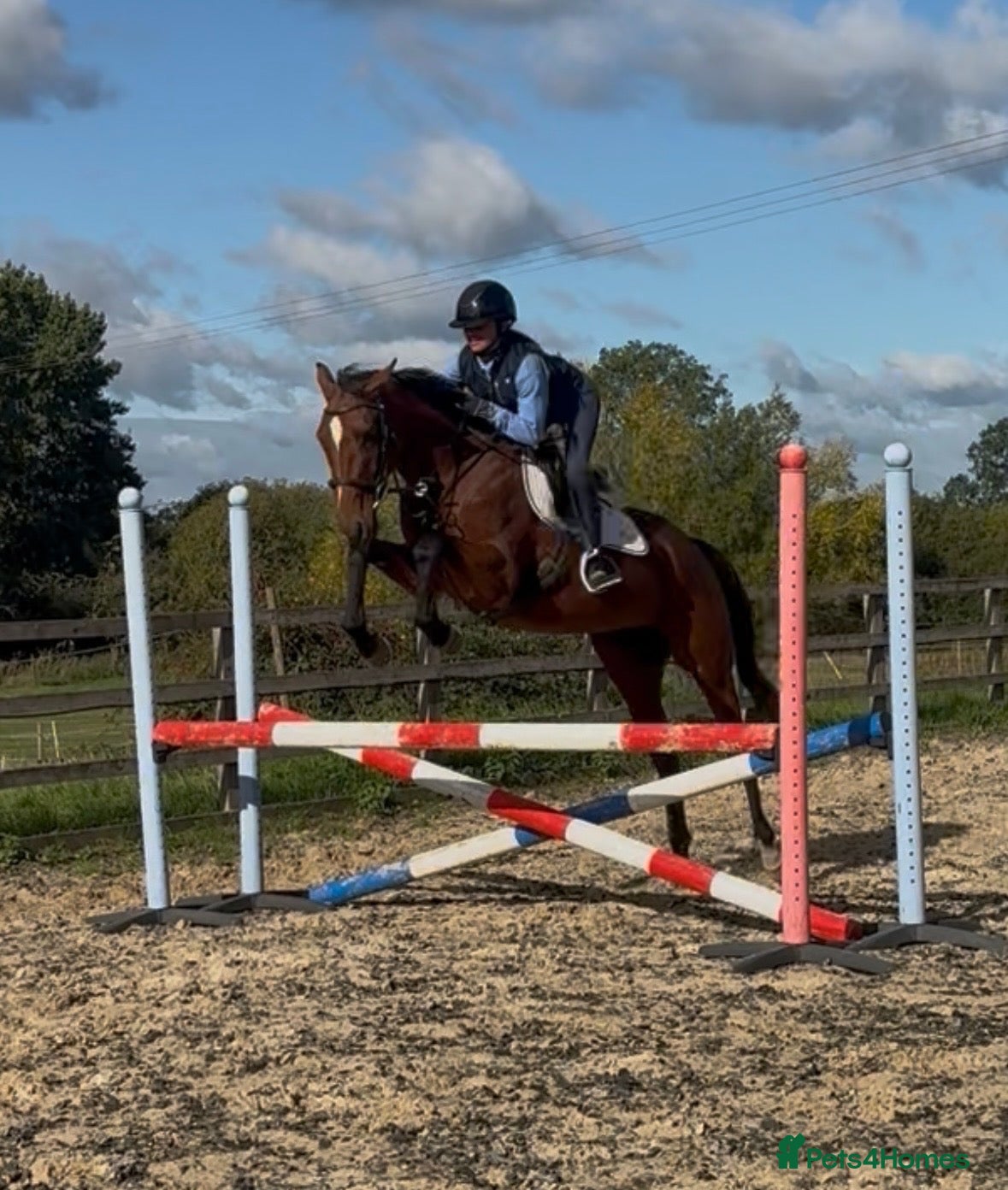 English Thoroughbred horses Ivan  - Advert 4