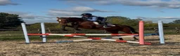 English Thoroughbred horses for sale: Ivan  in Warwick - Advert 1