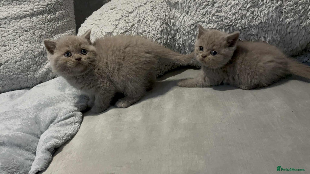 British Shorthair cats for stud: British short hair STUD duties only  in Hull - Advert 26