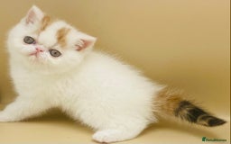 Exotic cats for sale: 🏆PREMIUM QUALITY KITTENS🏆 - Image 5
