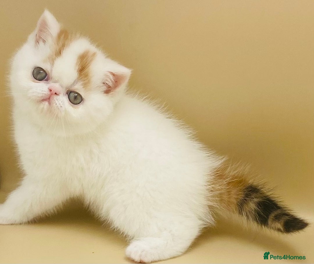 Exotic cats for sale: 🏆PREMIUM QUALITY KITTENS🏆 - Image 5