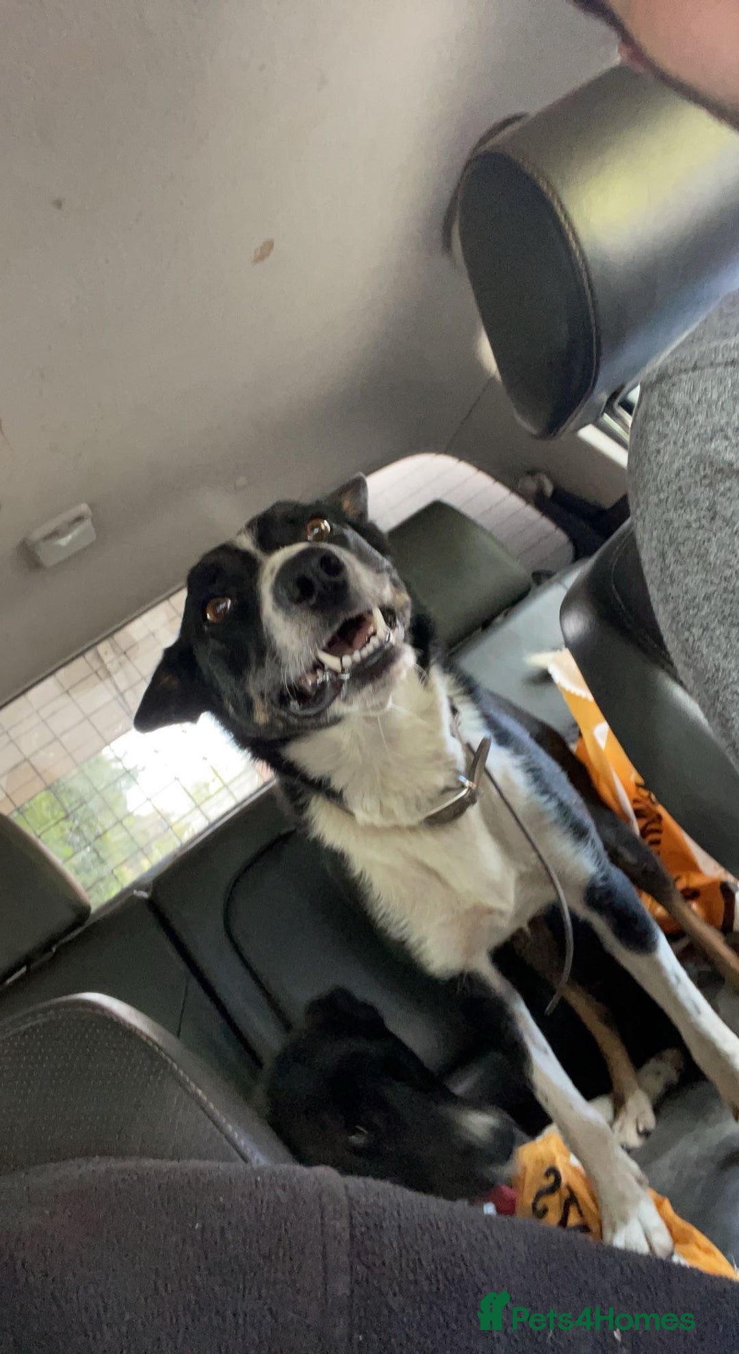 Border Collie dogs for sale: Tri coloured border collies puppies  - Advert 1