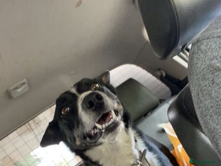 Border Collie dogs Tri coloured border collies puppies - Advert 2