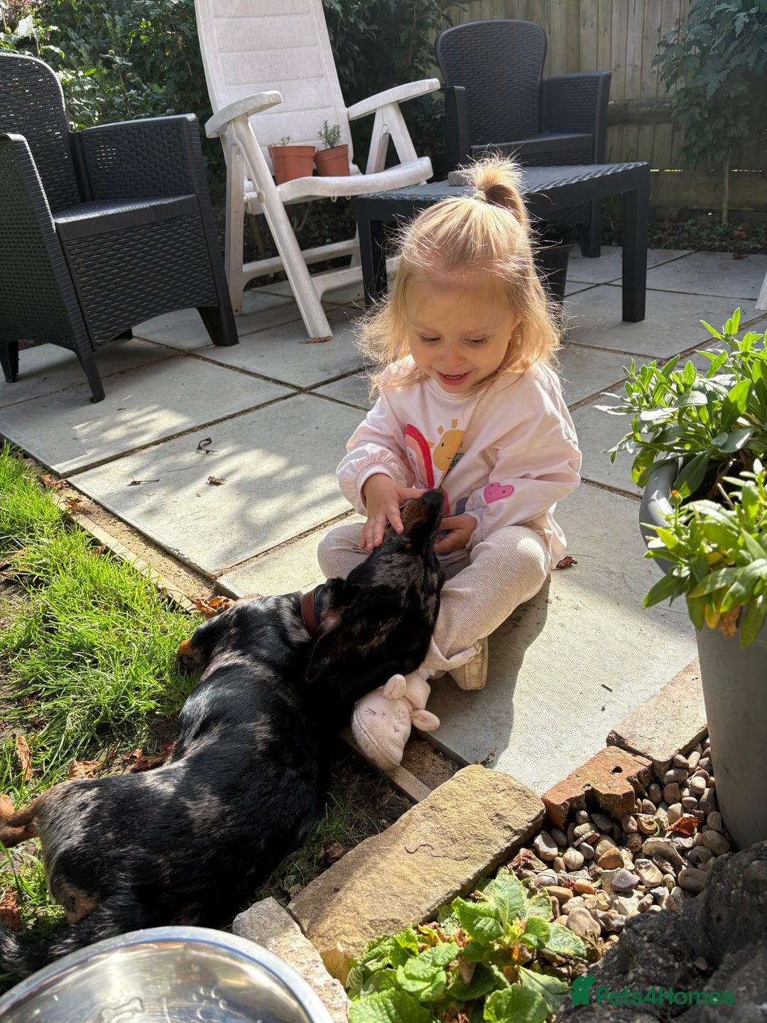 Mixed Breed dogs for sale: 1 year old Dashund x Jack Russel - Advert 3