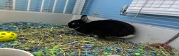 Netherland Dwarf rabbits for sale: 2 Netherland dwarf rabbits - Advert 2