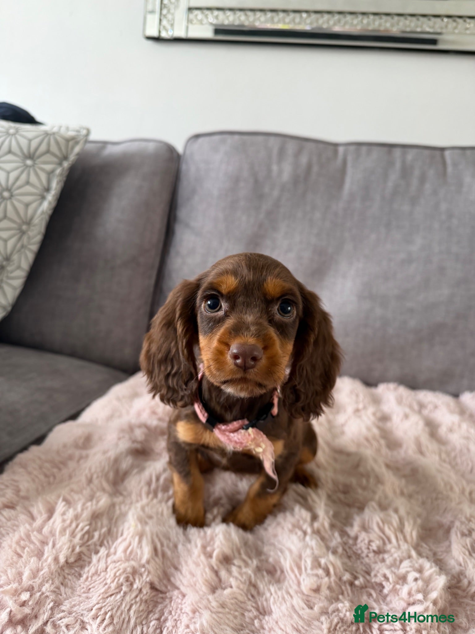 Cocker Spaniel dogs for sale: BEAUTIFUL CHOC AND TAN COCKER PUPS READY NOW!  - Advert 1