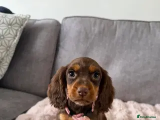 Cocker Spaniel dogs BEAUTIFUL CHOC AND TAN COCKER PUPS READY NOW! - Advert 9
