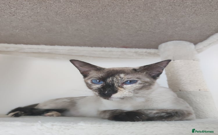 Ragdoll cats - Advert 2