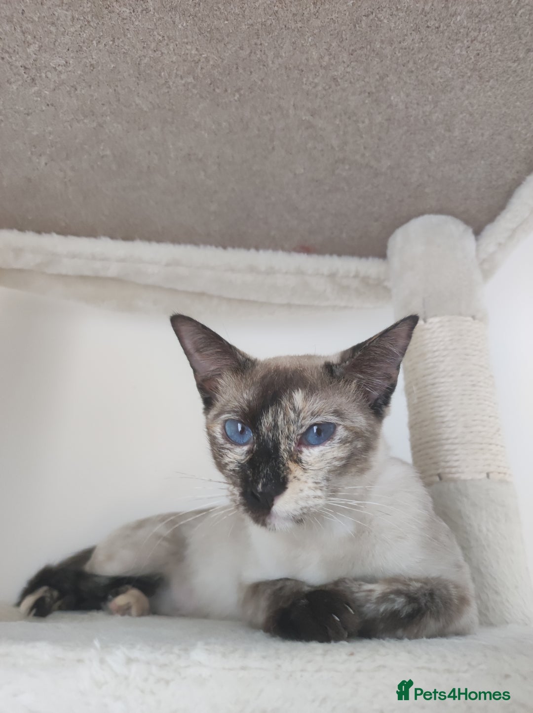 Ragdoll cats for sale: I'm selling a mother cat and her daughter - Image 1