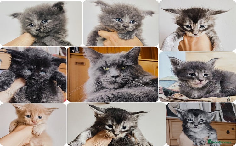 Maine Coon cats - Advert 3