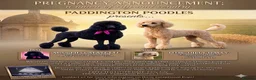 Standard Poodle dogs for sale: Puppy Prelisting in London - Advert 1