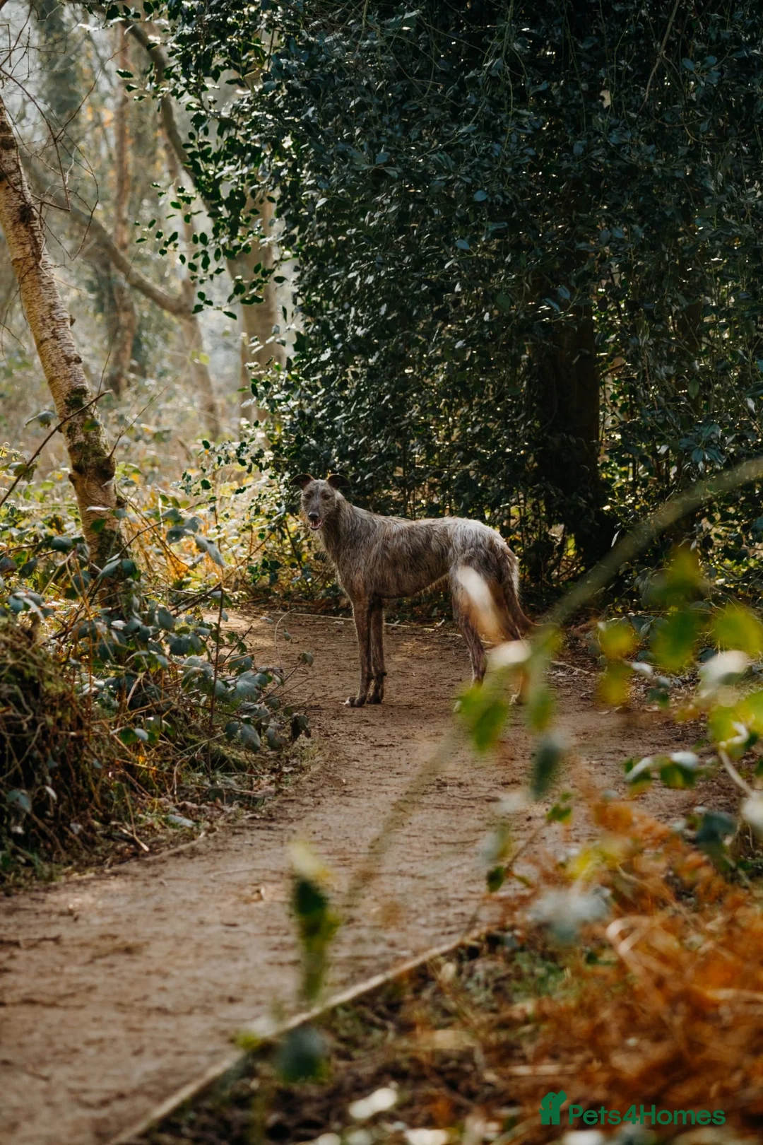 Lurcher dogs for sale: 2 year old lurcher - Advert 6