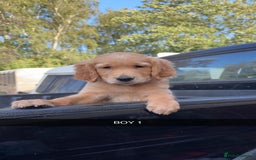 Golden Retriever dogs for sale: Golden Retriever Puppies - Image 9