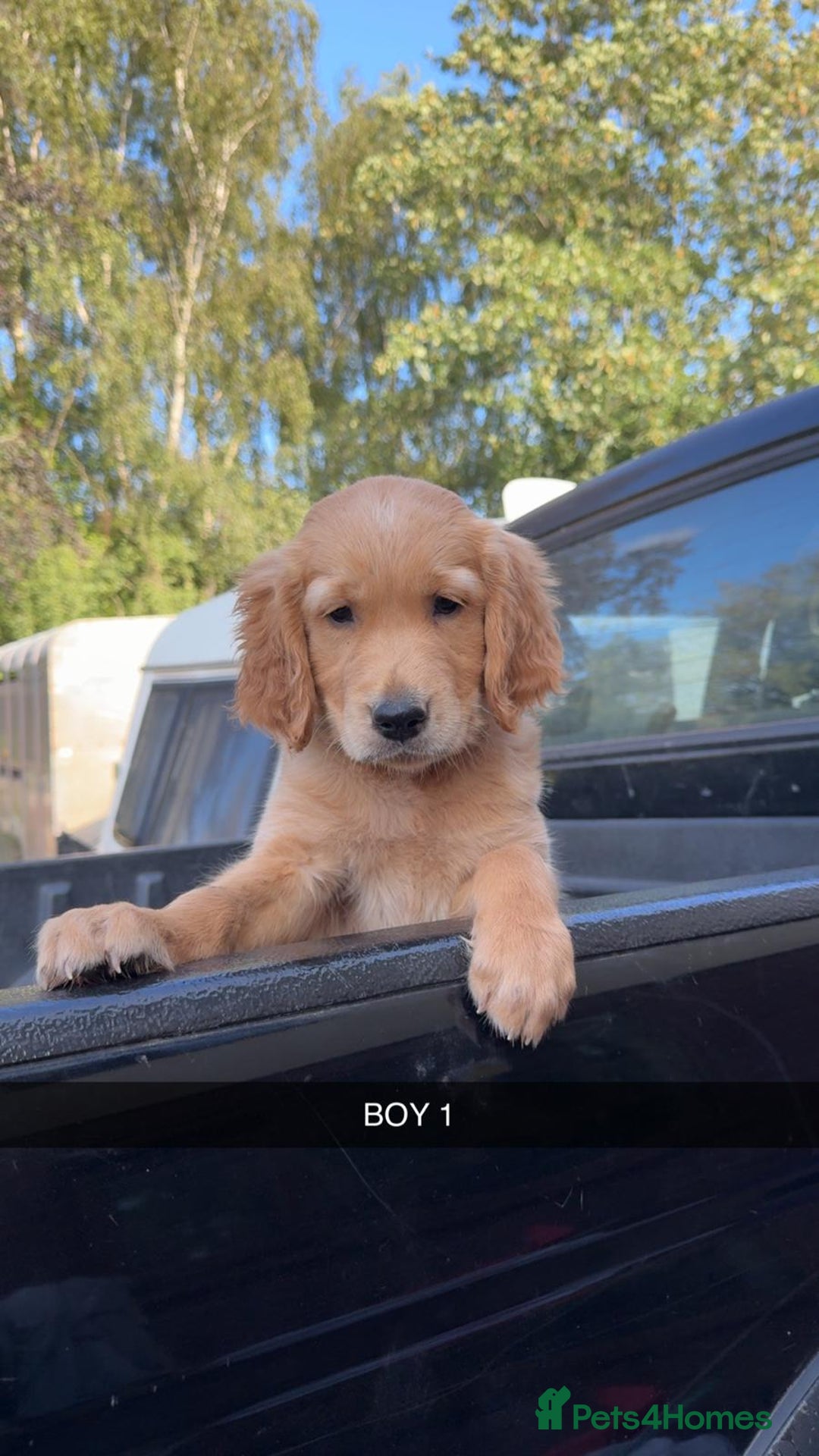 Golden Retriever dogs for sale: Golden Retriever Puppies - Image 9