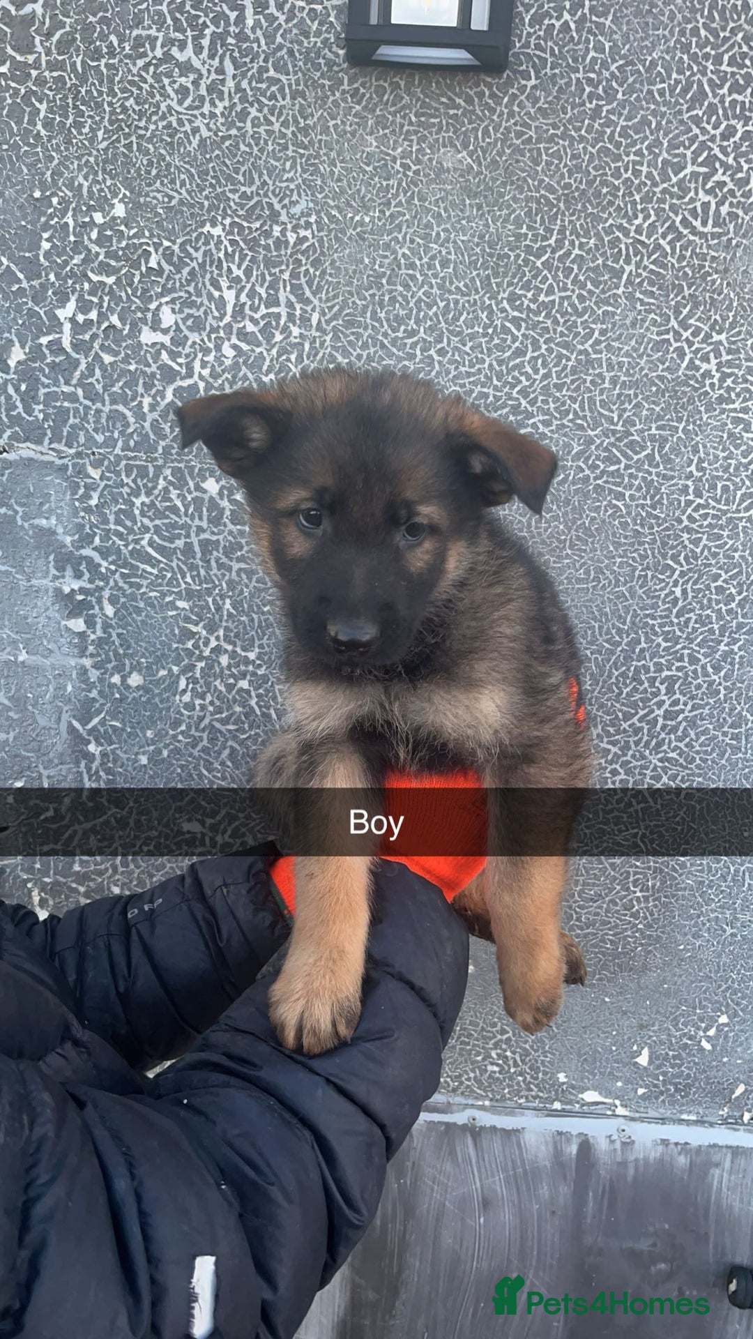 German Shepherd dogs for sale: German shepherd puppies - Advert 3