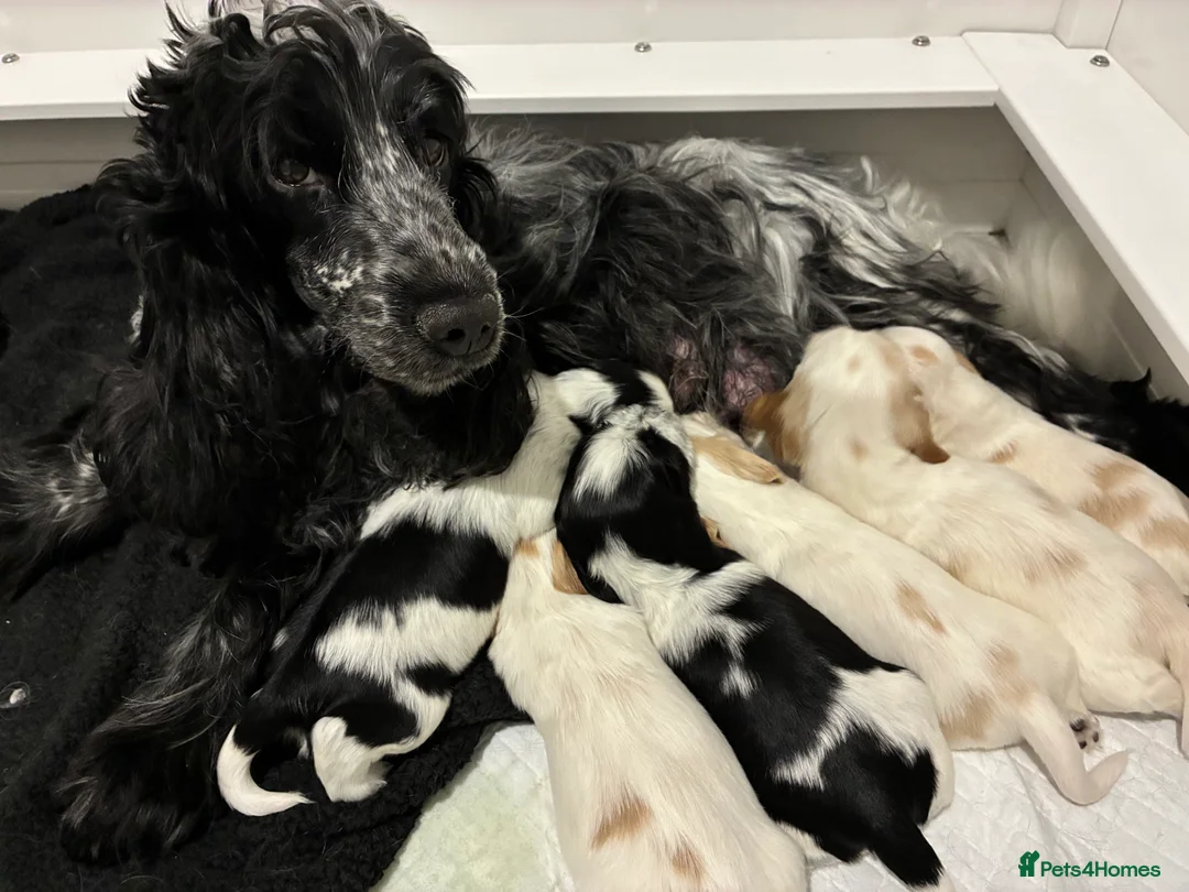 Cocker Spaniel dogs for sale: Show cocker spaniel puppies  - Advert 1