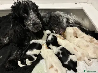 Cocker Spaniel dogs Show cocker spaniel puppies - Advert 1