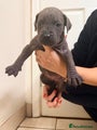 Cane Corso Puppy 7