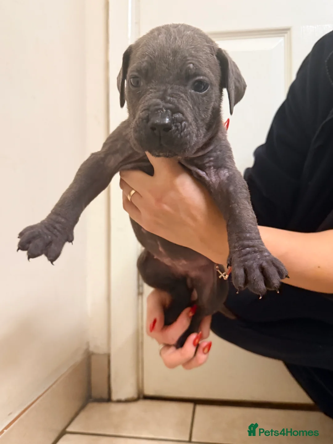 Cane Corso dogs for sale: Beautiful Cane Corso puppies available - Advert 28