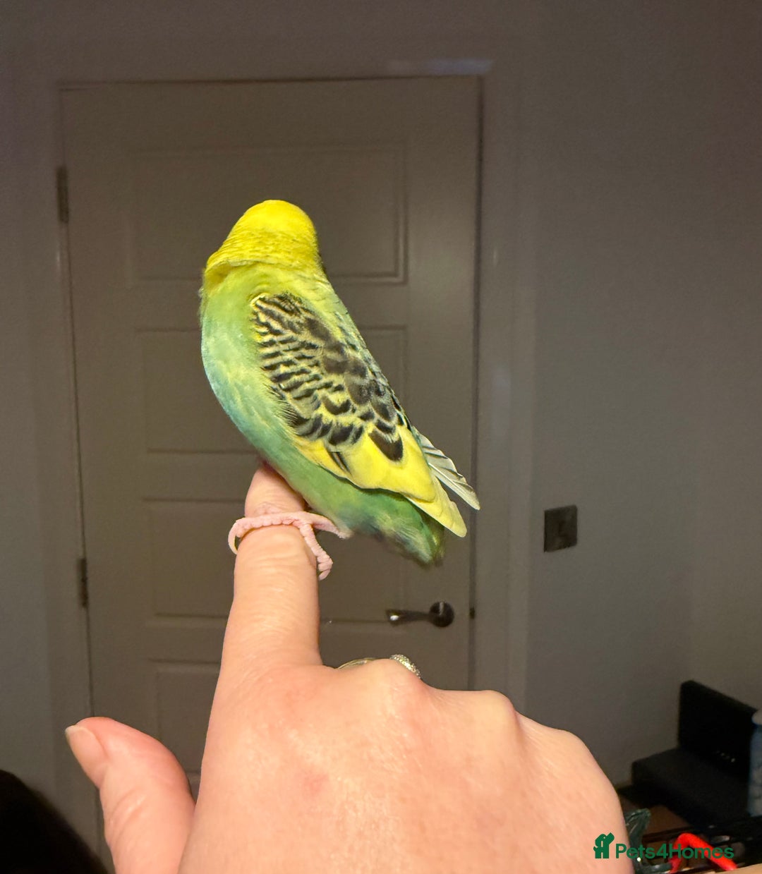 Budgerigars birds for sale: A pair of fully tamed budgies  £65 for both      - Image 5