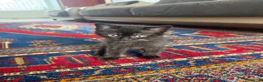 British Shorthair Kitten 1