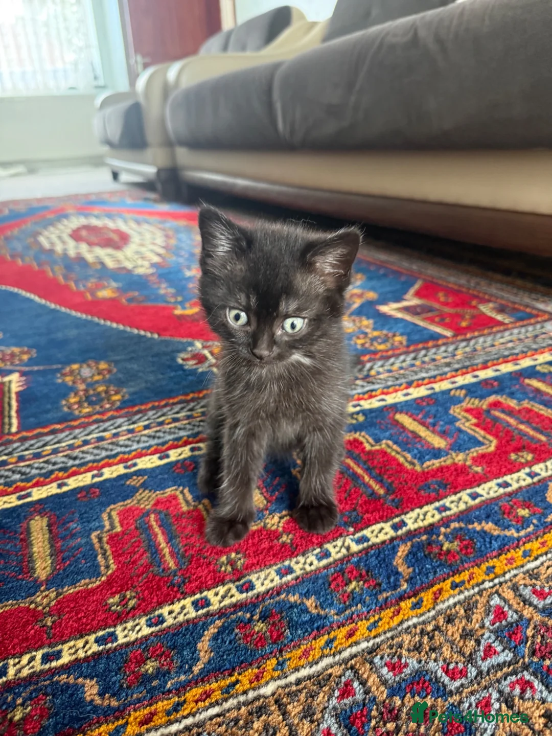 British Shorthair cats for sale: We have 2 little kittens looking for a new home  - Advert 2