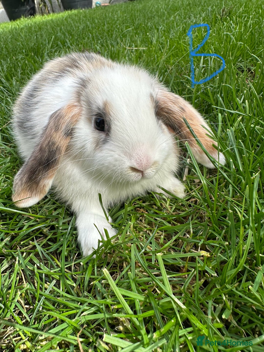 Mini Lop rabbits for sale: Mini Lop Male and Female Rabbits For Sale  - Image 10