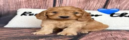 Cockapoo dogs for sale: 6 Outstanding Miniature Cockapoos - Advert 4