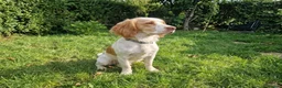 Cocker Spaniel dogs for sale: Cute male cocker Spaniel  - Advert 5