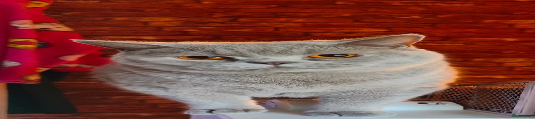 British Shorthair - Lilac