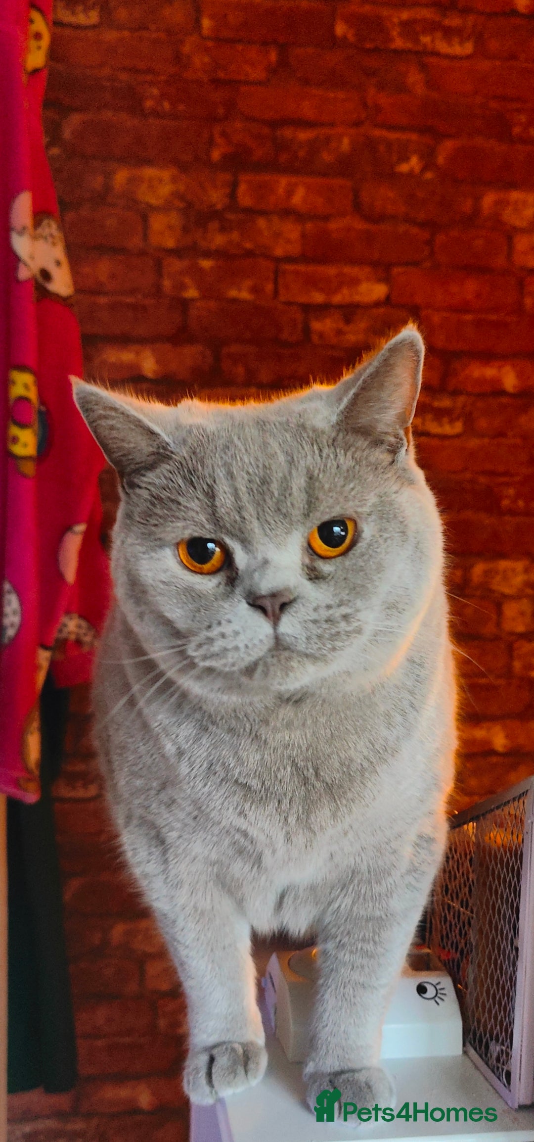 British Shorthair cats for sale: Loving Brothers need new family - Advert 2