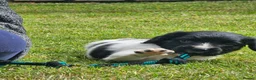 English Springer Spaniel dogs for sale: English Springer Spanel (KC Reg, Vet tail dock)  - Advert 4