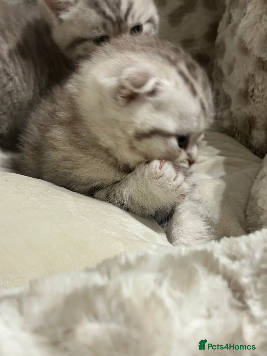 British Shorthair cats for sale: Chocolate spotted very rare kittens 🐱  - Advert 4