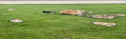 Welsh Corgi Pembroke dogs for sale: Gorgeous RKC reg corgi's DNA health tested parents - Advert 6