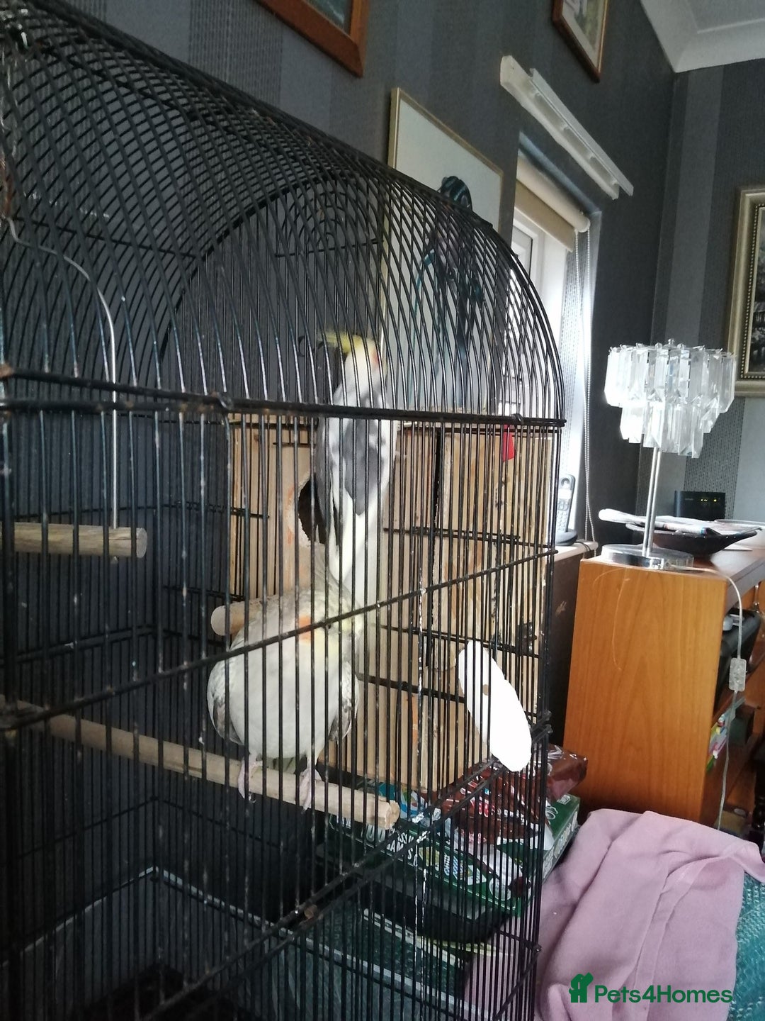 Cockatiels birds for sale: pair of cockatiels - Image 3