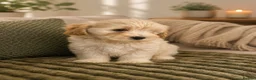 Maltipoo dogs for sale: Adorable maltipoo puppies in Huddersfield - Advert 4