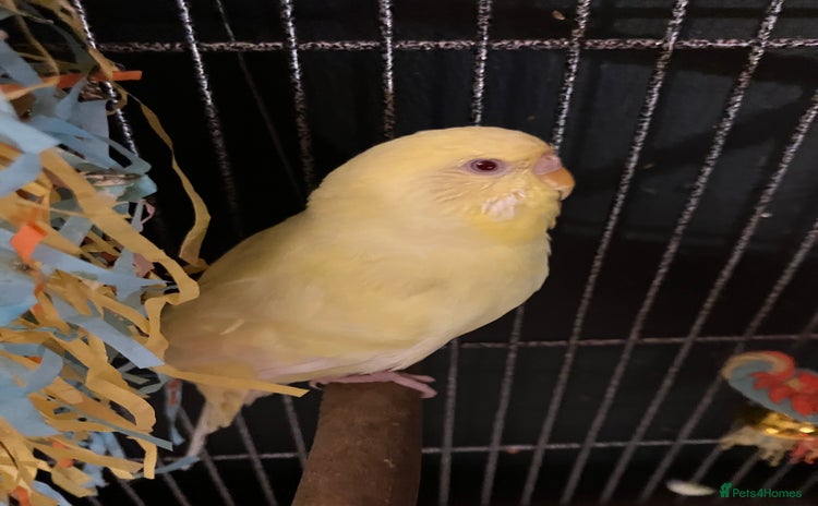 Budgerigars birds - Advert 16