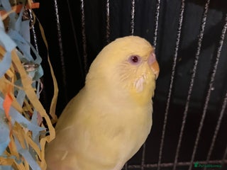 Budgerigars birds - Advert 37