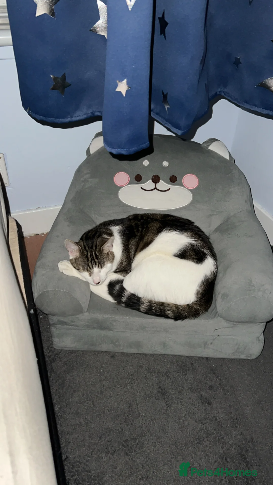 Mixed Breed cats for sale: Cute male cat. - Advert 4