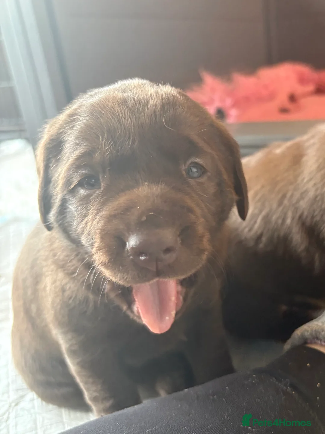 Labrador Retriever dogs for sale: Gorgeous KC, Charcoal, Chocolate and Black Labs - Advert 16