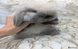 Mini Lop rabbits for sale: Miniature lop rabbits - 2 males - Image 3