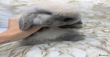 Mini Lop rabbits - Advert 4